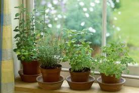 The jade plant, which is a type of succulent, will be fine near an open window in the winter, she says. How To Keep Herbs Alive In Winter