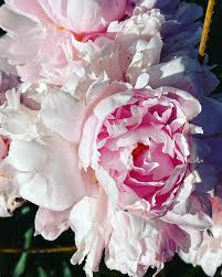 Peony hoops should be set out early, when growth is still s. Moss Mountain Farm The Peony Performance Has Begun At Moss Mountain Farm Location Mossmountainfarm Landscape Designer Pallensmith Pallensmith Facebook