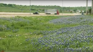 Another key factor to successful planting is to understand the characteristics under which each species thrives. Texas Wildflowers In Central Texas Plant Now To Enjoy In Spring Kvue Com