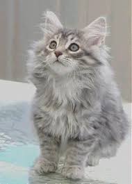 Long Haired Grey Named Misty Siberian Kittens Siberian Cat Cats