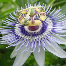 Image result for Passiflora morifolia