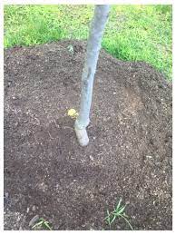 Best gold leaf redbud on the market why rising sun™ eastern redbud trees? Need Help Rising Sun Redbud Tree