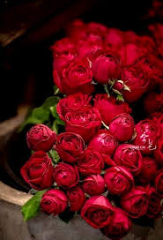 We did not find results for: Beautiful Roses For My Beautiful Lady Beautiful Rose Flowers Red Roses Red Flowers