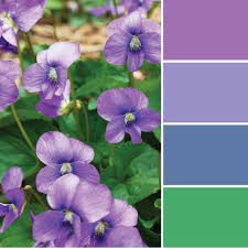 Similar pantone color name information, color schemes, light / darkshades, tones, similar colors , preview the color and download photoshop swatch and solid color background image Color Inspiration An Ocean Of Violets In Bloom Merriment Design