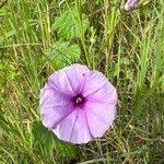 Image result for Ipomoea wightii
