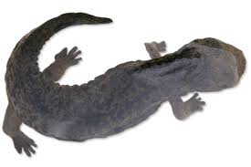 Image result for Oxyrhachis