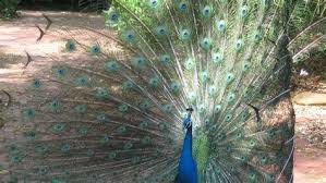 Kirtan at Sacred Lands in St. Pete, Florida