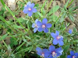 Image result for Lysimachia monelli