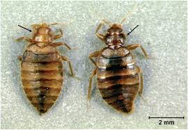 Image result for Cimex Lectularius L