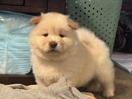 Chow Chow (Chow) Puppies For Sale