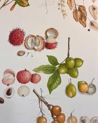 Image result for Sapindaceae