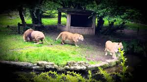 Последние твиты от belfast zoo (@belfastzoo). Barbary Lions Feeding Time Belfast Zoo Youtube