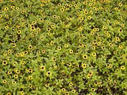 Image result for foto Vitálka