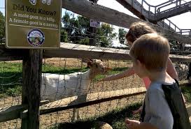 Before i go back to munching grass i want to tell you a little secret; See Baby Animals At Petting Zoos And Family Farms In Nj Mommypoppins Things To Do In New Jersey With Kids