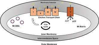 Mitochondria, atp, what does it all mean? Mitochondria In Skin Health Aging And Disease Cell Death Disease