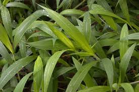 Image result for Setaria barbata