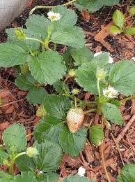 Maybe you would like to learn more about one of these? Quinault Strawberry Most Popular Ever Bearing Large Fruit