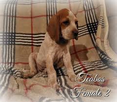 Purebred bluetick coonhound puppies bluetick coonhound moberly, missouri, united states we have for sale purebred bluetick coonhound puppies. Teabos American English Coonhounds Home Facebook