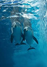 We Believe In Preserving Our Environment While Inspiring The Human Spirit Through Leadership In The Resc Clearwater Marine Aquarium Marine Aquarium Marine Life
