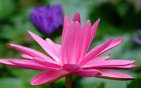 Intricate stylized linear drawing isolated on white background. Hd Wallpaper Lotus Flower Backgrounds Petals Pink Download 3840x2400 Lotus Wallpaper Flare