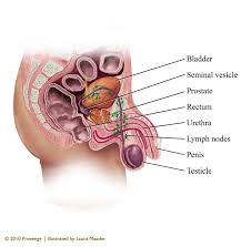 The anatomy of the pelvis varies depending on whether. Male Pelvic Anatomy Reproductive Organs