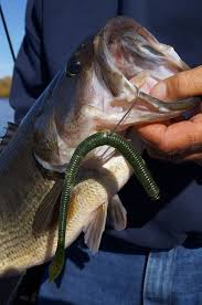 Wired2fish Fishing How To Guides Tips Videos Tackle Reviews And More Fish Bass Fishing Tips Bass Fishing