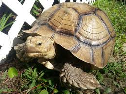 Image result for Grewia sulcata