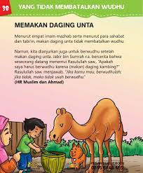 Apa Makan Daging Unta Membatalkan Wudhu Buku Anak Unta Agama