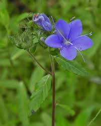 Image result for Hydrolea brevistyla