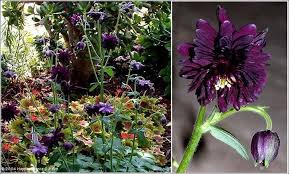 Fully double, upward facing spurless purple black blooms in late spring. Plantfiles Pictures Aquilegia Clematis Flowered Columbine Black Barlow Aquilegia Vulgaris Var Stellata By Happenstance