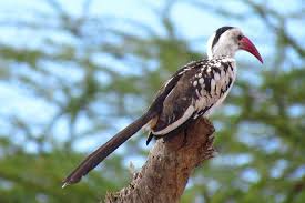 Day Tour Bird Watching In Nairobi National Park In 2020 Day Tours National Parks Bird Watching