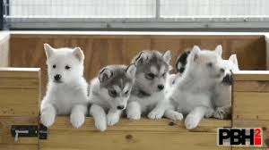 The Cutest Husky Gifs You Will Ever See