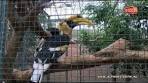 Zeldzame vogels gestolen uit vogelpark Avifauna - YouTube