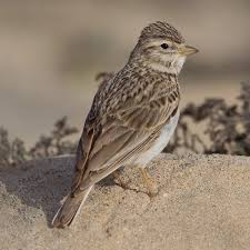 Image result for Landolphia rufescens