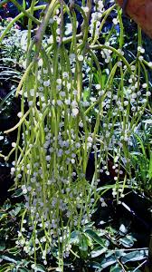 Image result for Rhipsalis baccifera