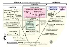 72 Judicious 5 Kingdoms Of Classification