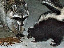 If you have a furry companion that spends time outdoors, especially unfortunately, cat food and dog food are reported to be among raccoons' favorite meals, and raccoons are intelligent, adaptable and wild animals. Raccoon Wikipedia