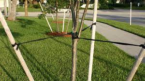 Securing the stake too tightly can cause. When To Remove Stakes From A Tree Horticulture