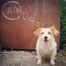 9 Of The World S Largest Dog Breeds Dog Photography Animal Photography Happy Dogs