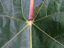 Image result for Vernicia