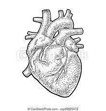 A scientific diagram of an anatomical heart is depicted in black and white on a page from a vintage book. Human Anatomy Heart Vector Black Vintage Engraving Illustration Isolated On A White Background For Web Poster Info Canstock