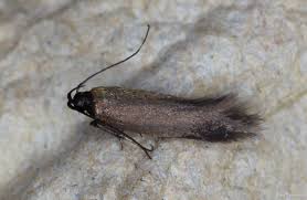 Image result for Chionodes electellus