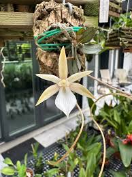 Image result for Chamaeangis