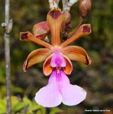 Image result for Psydrax richardsiae