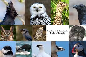 Florida maine shares a border only with new hamp. Official Canadian Birds Quiz Bird Protection Quebec Protection Des Oiseaux Du Quebec