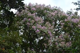 Image result for Monosis