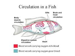 The heart of fishes consists of four chambers a sinus venosus an atrium a ventricle and a conus or a bulbus arteriosus fig. Neurosensory Simple Brain With Lobes For Different Functions