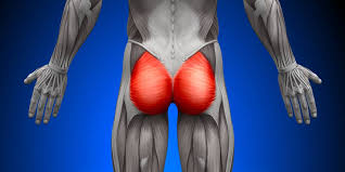 Can you name the muscles of the leg (all)? Butt Ology 101 How To Enhance Your Gluteal Muscles Breaking Muscle