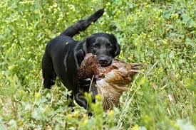 Check spelling or type a new query. 12 Bird Hunting Dog Breeds You Should Know About With Pictures Pet Keen