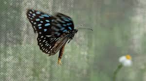 Kuala lumpur butterfly park (malay: Kuala Lumpur Butterfly Park 2021 All You Need To Know Before You Go With Photos Kuala Lumpur Malaysia Tripadvisor